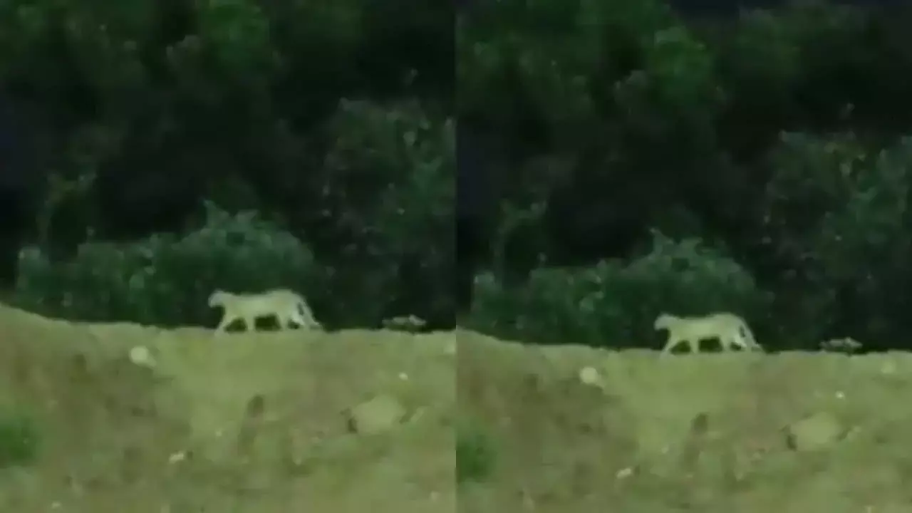 Leopard : మియాపూర్ మెట్రో స్టేషన్ దగ్గర చిరుత తిరిగిందా.. ఇదిగో వాస్తవం Leopard : మియాపూర్ మెట్రో స్టేషన్ దగ్గర చిరుత తిరిగిందా.. ఇదిగో వాస్తవం