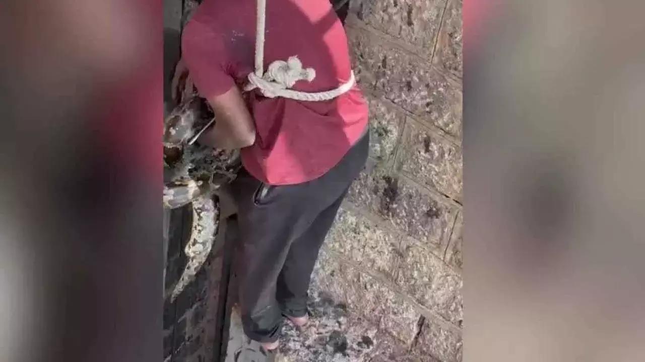 TG : హిమాయత్ సాగర్ లో భారీ కొండచిలువ