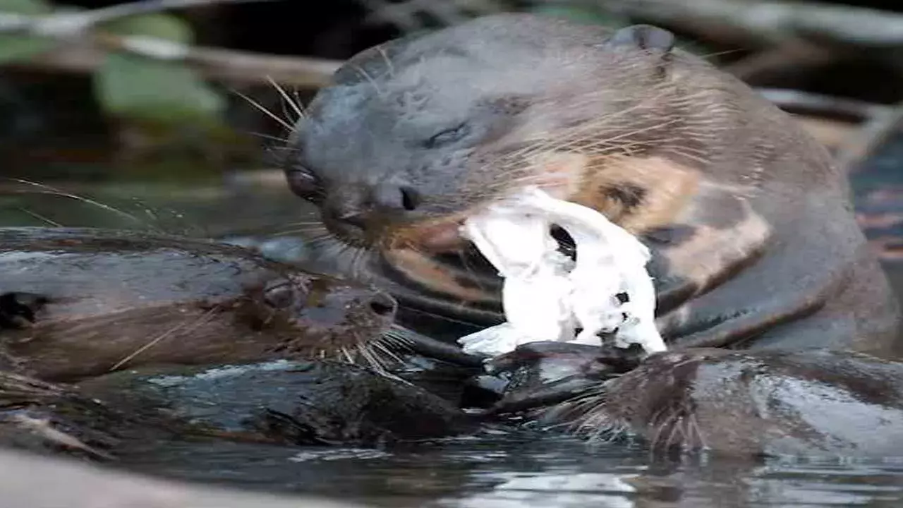 Kakinada Canal : అరుదైన దృశ్యం.. కెనాల్ లో నీటి కుక్కల సందడి