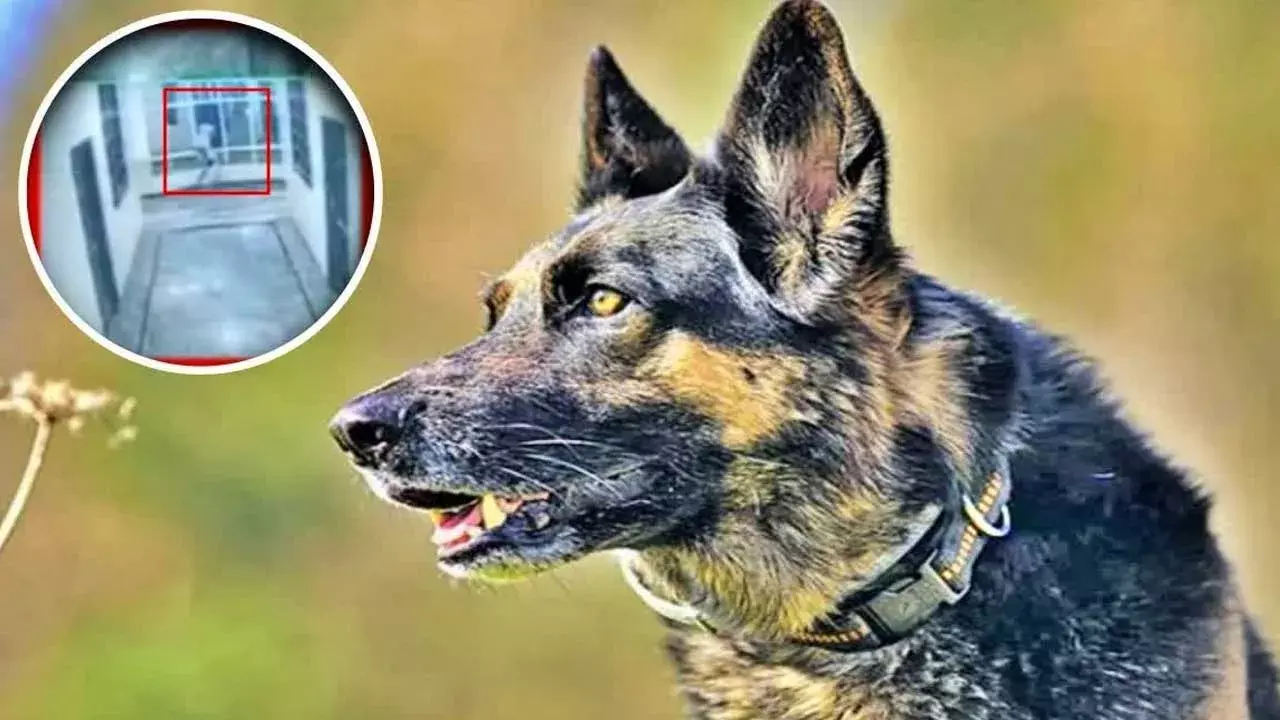 TG : వెంటపడ్డ కుక్క.. మూడో అంతస్తునుంచి పడి యువకుడు మృతి