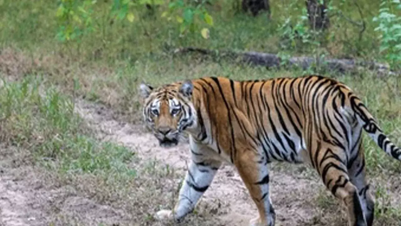 TG : నాగర్ కర్నూలు గ్రామ శివారులో పెద్దపులి సంచారం.. స్థానికులు హడల్ TG : నాగర్ కర్నూలు గ్రామ శివారులో పెద్దపులి సంచారం.. స్థానికులు హడల్