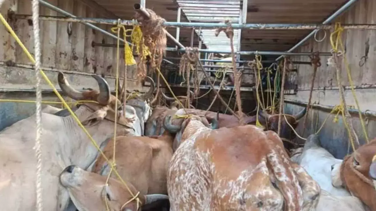 AP : పల్నాడులో ఆగని జంతు అక్రమ రవాణా AP : పల్నాడులో ఆగని జంతు అక్రమ రవాణా