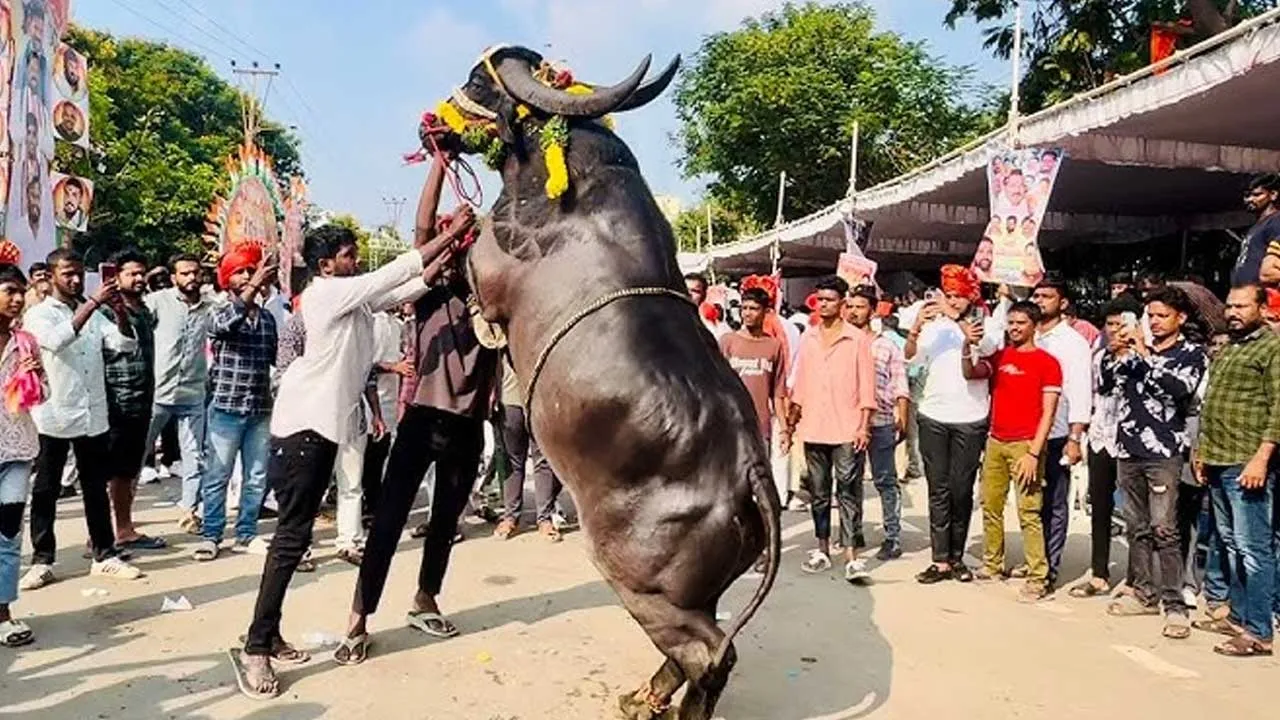 Hyderabad : సదర్కు హైదరాబాద్ రెడీ.. నవంబర్ 2న దున్నల సందడి Hyderabad : సదర్కు హైదరాబాద్ రెడీ.. నవంబర్ 2న దున్నల సందడి