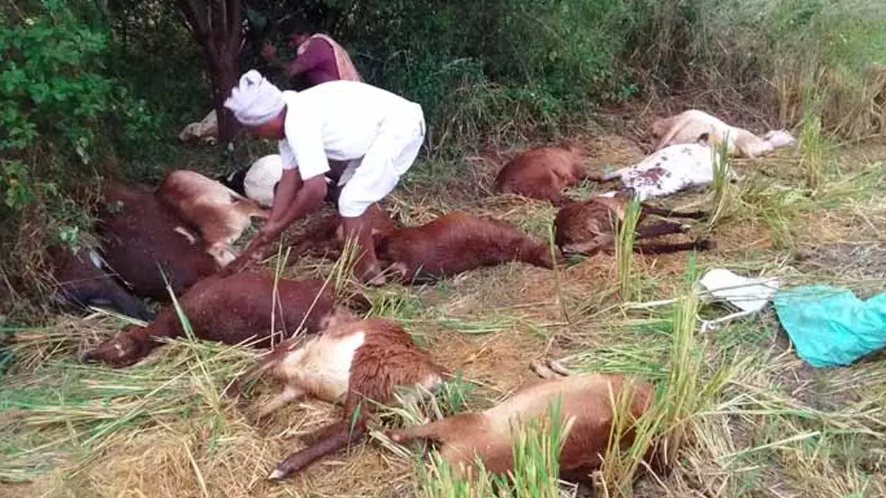 TG : పిడుగుపాటుతో 17 గొర్రెలు మృతి