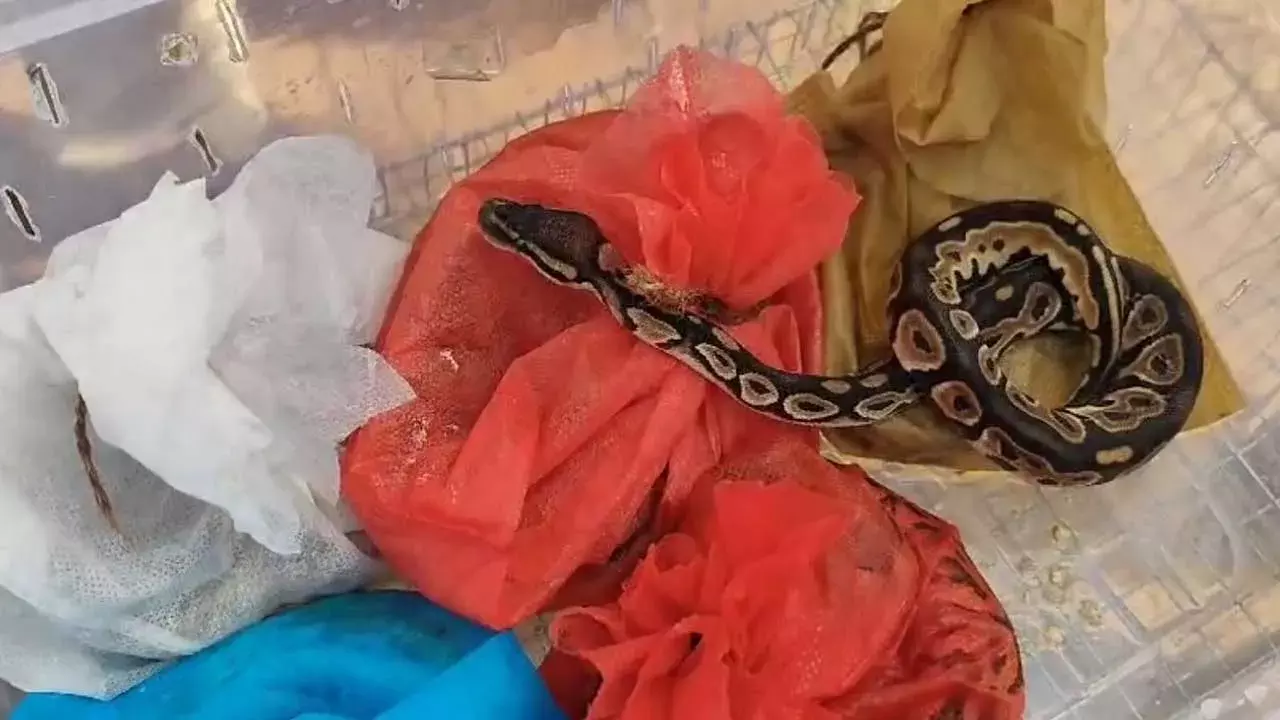 AP : వన్యప్రాణుల తరలింపుతో శ్రీకాకుళంలో కలకలం AP : వన్యప్రాణుల తరలింపుతో శ్రీకాకుళంలో కలకలం