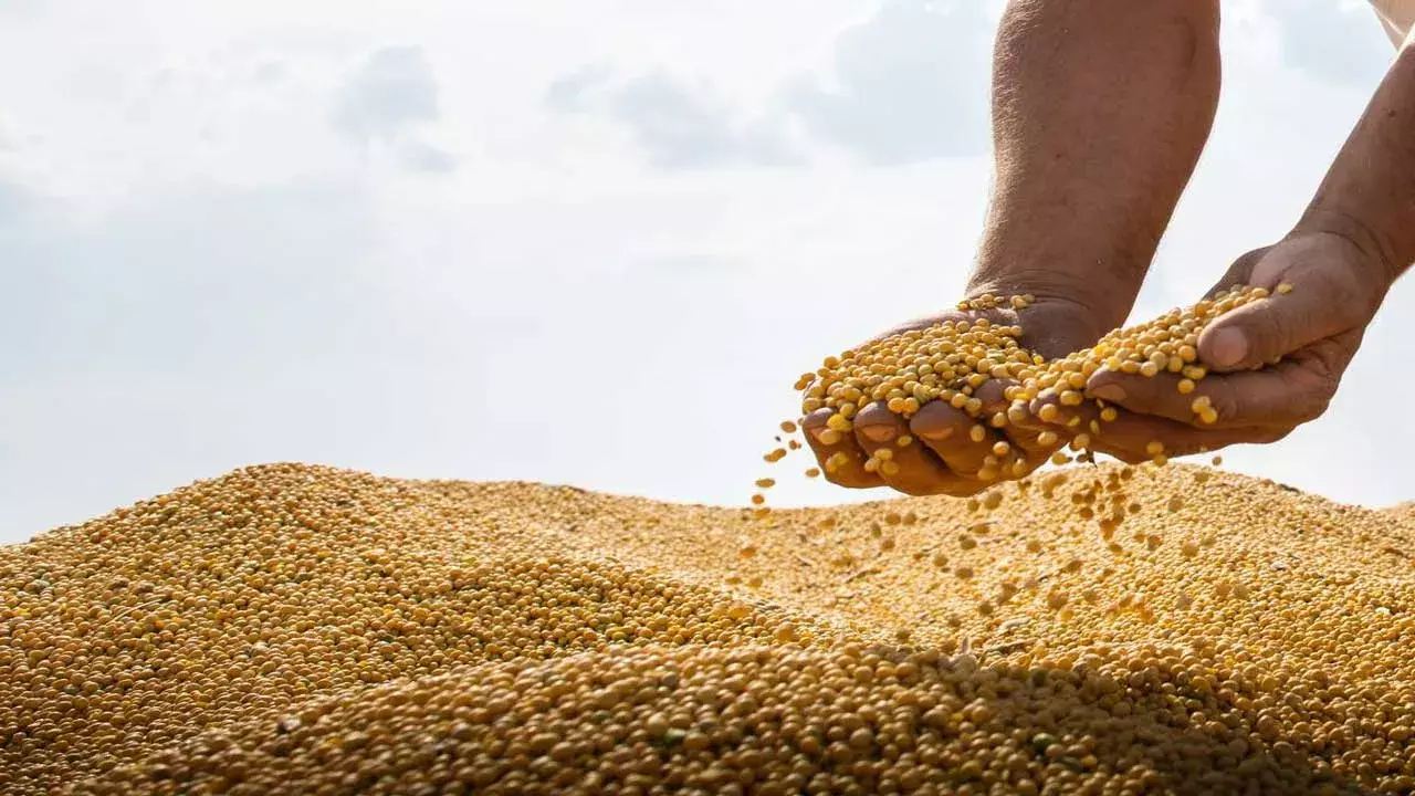 TG : సోయాబిన్ సేకరణలో దేశంలోనే మొదటిస్థానంలో తెలంగాణ TG : సోయాబిన్ సేకరణలో దేశంలోనే మొదటిస్థానంలో తెలంగాణ