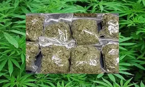 TG : గచ్చిబౌలిలో గాంజా కలకలం.. సాఫ్ట్ వేర్ ఉద్యోగం వదిలి వీడ్ వ్యాపారం TG : గచ్చిబౌలిలో గాంజా కలకలం.. సాఫ్ట్ వేర్ ఉద్యోగం వదిలి వీడ్ వ్యాపారం