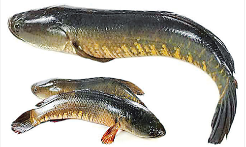 TG: కొరమీను పెంపకానికి తెలంగాణలో భారీ ప్రాజెక్టు