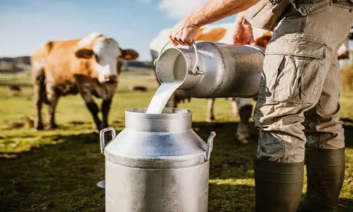 Milk Production in India : పాల ఉత్పత్తిలో భారత్ టాప్.. తొలి 5 రాష్ట్రాలివే! Milk Production in India : పాల ఉత్పత్తిలో భారత్ టాప్.. తొలి 5 రాష్ట్రాలివే!