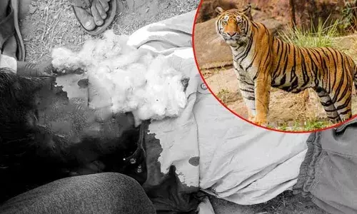 TG : పెద్దపులి దాడి.. మహిళ మృతి TG : పెద్దపులి దాడి.. మహిళ మృతి