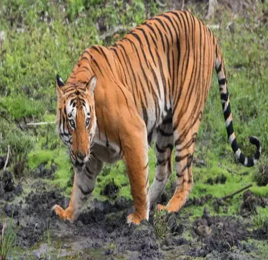 TIGER: క్షణం క్షణం.. పులి భయం..