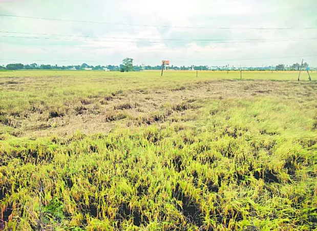 AP: రైతన్నకు తీవ్ర నష్టం మిగిల్చిన వర్షం