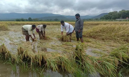 Fengal Cyclone : ఉత్తరాంధ్రకు కన్నీళ్లు మిగిల్చిన తుఫాను.. పంట నష్టం తీవ్రం Fengal Cyclone : ఉత్తరాంధ్రకు కన్నీళ్లు మిగిల్చిన తుఫాను.. పంట నష్టం తీవ్రం