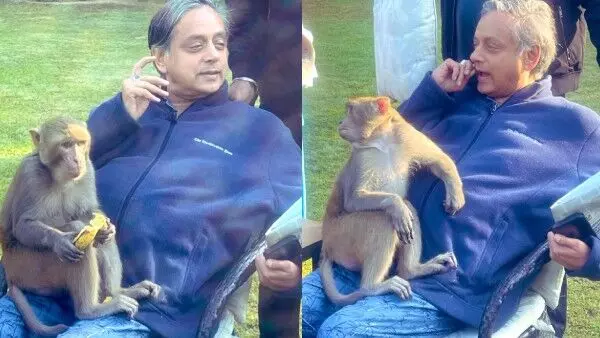SHASHI THAROOR : శశిథరూర్ ఒడిలో కోతి- హాయిగా నిద్రబుచ్చిన ఎంపీ! SHASHI THAROOR : శశిథరూర్ ఒడిలో కోతి- హాయిగా నిద్రబుచ్చిన ఎంపీ!
