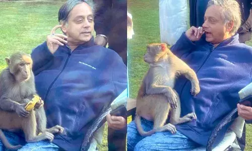 SHASHI THAROOR : శశిథరూర్​ ఒడిలో కోతి- హాయిగా నిద్రబుచ్చిన ఎంపీ!