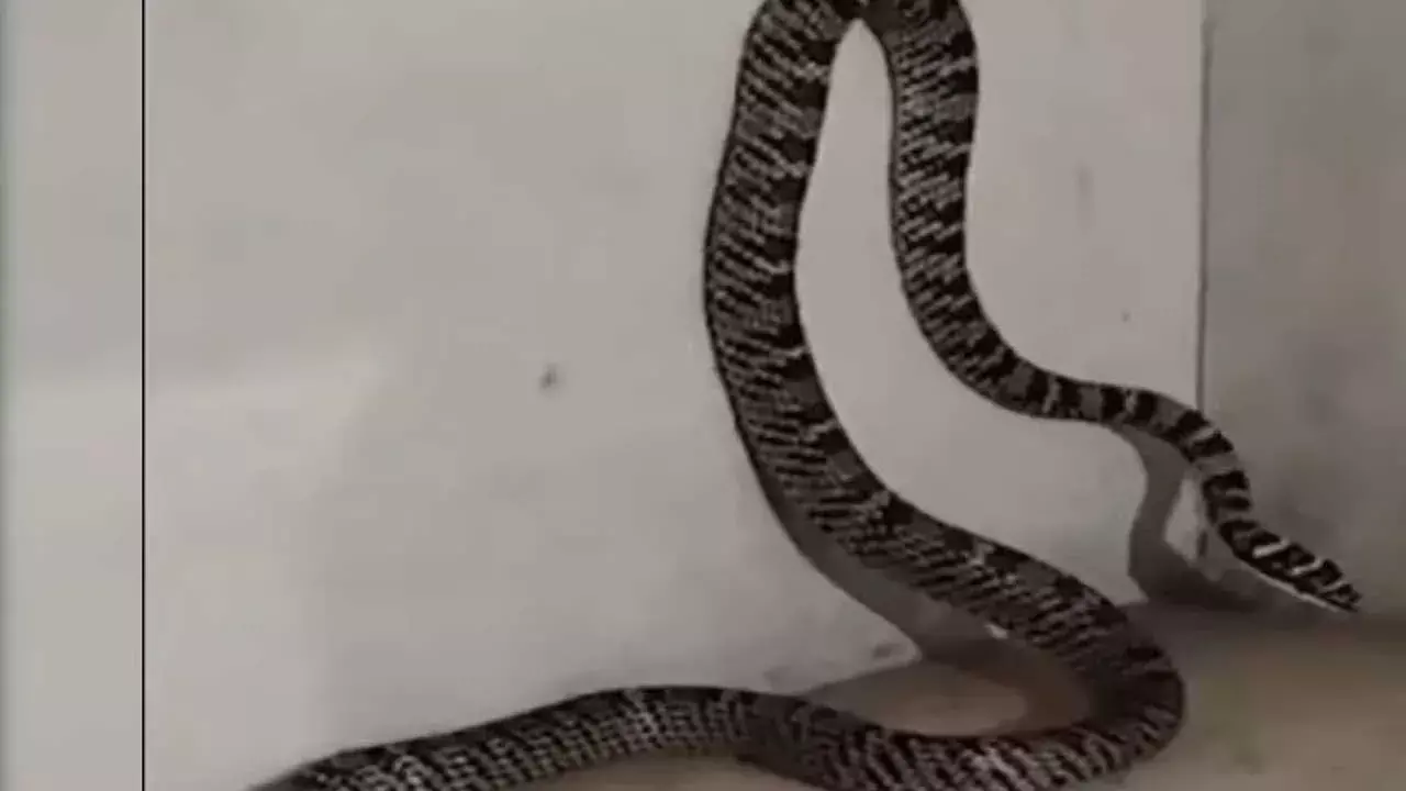 Jharkhand : జార్ఖండ్ లో కనిపించిన మహాభారతంలోని పాము