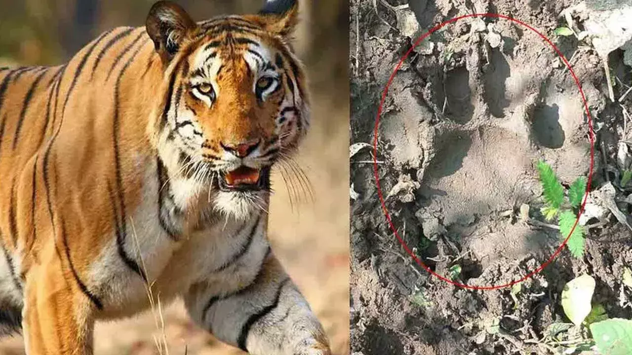 Big Tiger : ఆదిలాబాద్ లో పెద్దపులి కలకలం Big Tiger : ఆదిలాబాద్ లో పెద్దపులి కలకలం