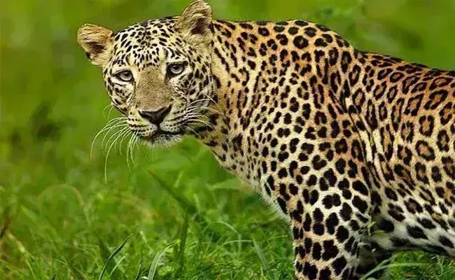 Leopard : చిరుత పులి దాడిలో యువతి మృతి