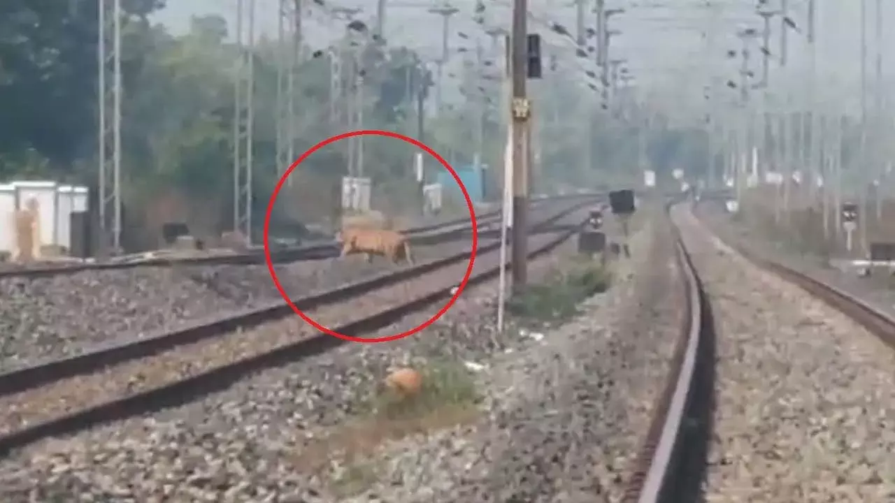 Tiger : రైల్వే ట్రాక్ దాటుతుండగా కెమెరాలో చిక్కిన పెద్దపులి.. ఆసిఫాబాద్ లో అలజడి Tiger : రైల్వే ట్రాక్ దాటుతుండగా కెమెరాలో చిక్కిన పెద్దపులి.. ఆసిఫాబాద్ లో అలజడి