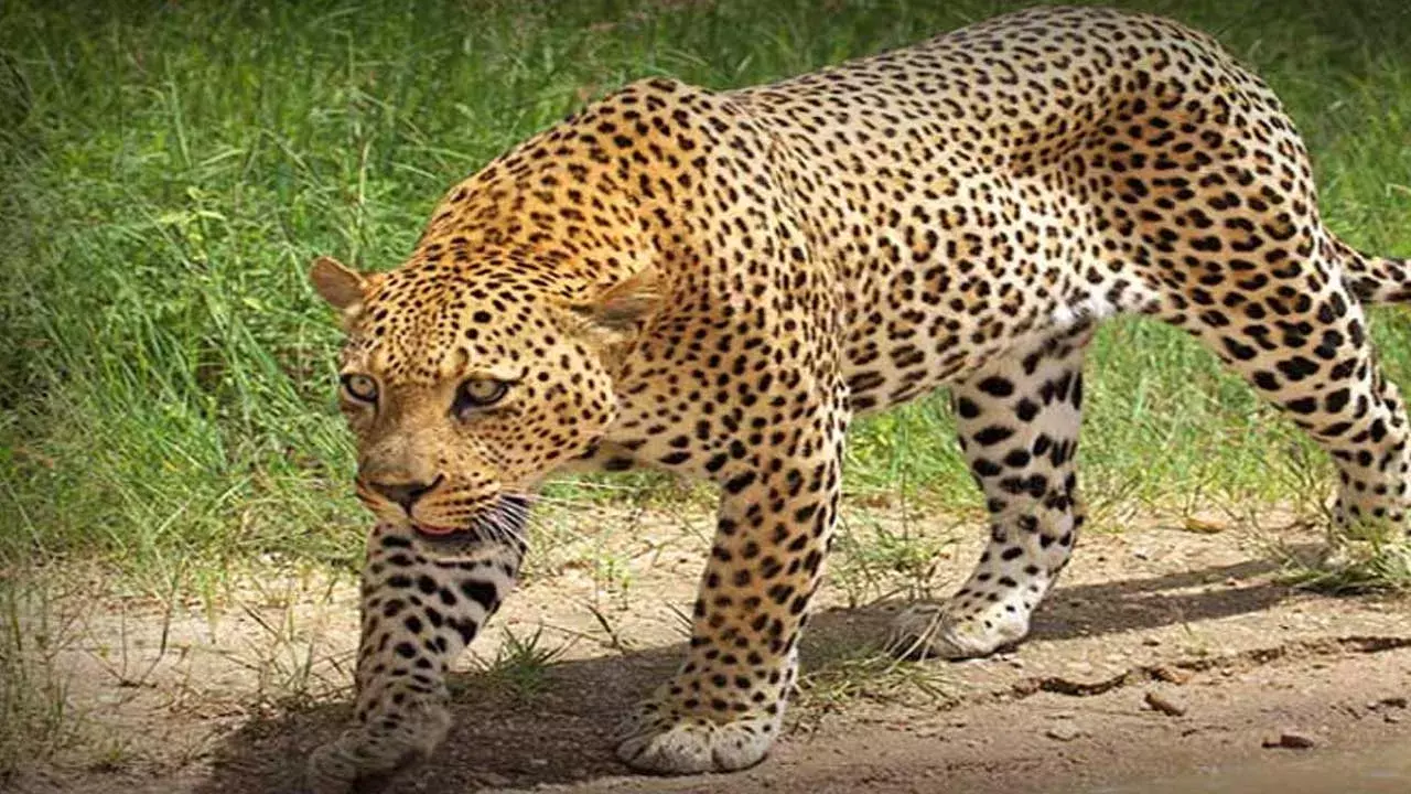 Jagityal District : జగిత్యాల జిల్లా గ్రామాల్లో చిరుతపులి సంచారం