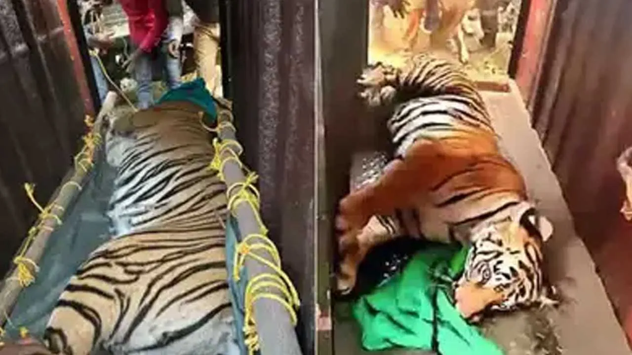 Big Tiger Zeenat : అటవీ అధికారులకు చిక్కిన ఆడపులి జీనత్ Big Tiger Zeenat : అటవీ అధికారులకు చిక్కిన ఆడపులి జీనత్