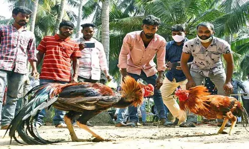 East Godavari : ఈస్ట్ గోదావరిలో కోడిపందాల జోరు East Godavari : ఈస్ట్ గోదావరిలో కోడిపందాల జోరు