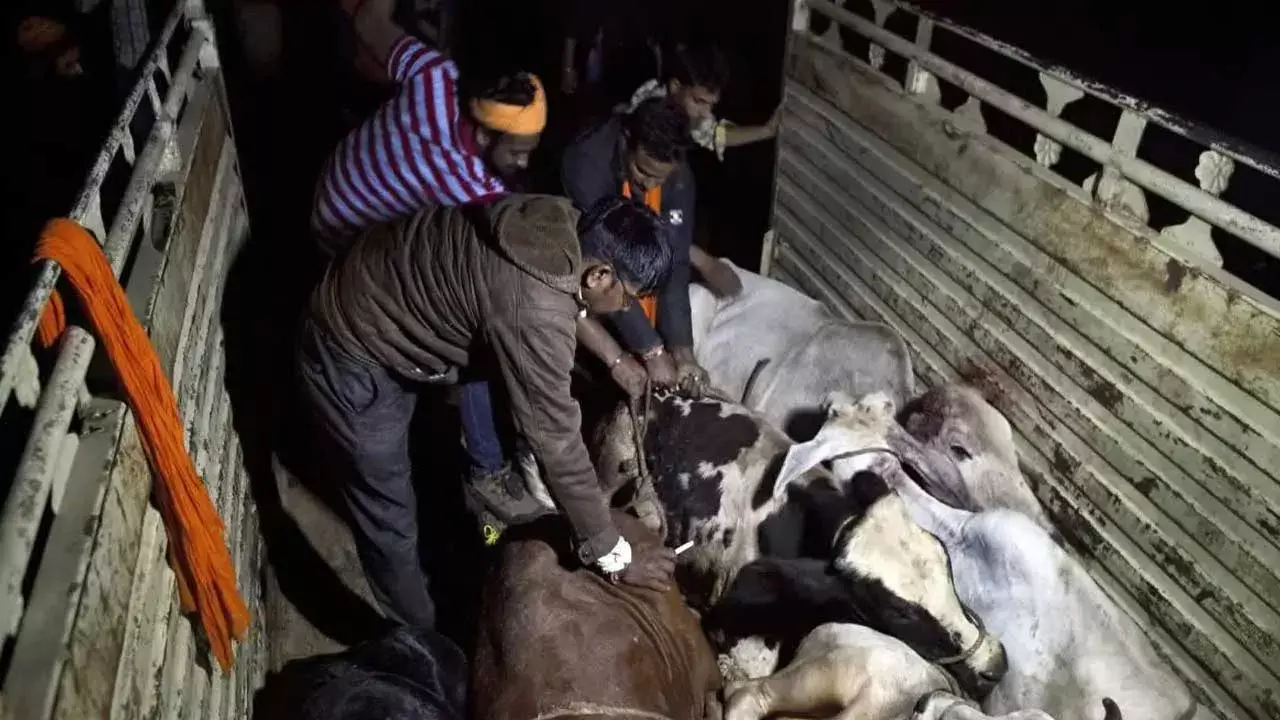 Warangal : వరంగల్ హైవేపై ఆవుల తరలింపు.. గో రక్షక్ దళ్ దాడి.. ఉద్రిక్తత Warangal : వరంగల్ హైవేపై ఆవుల తరలింపు.. గో రక్షక్ దళ్ దాడి.. ఉద్రిక్తత