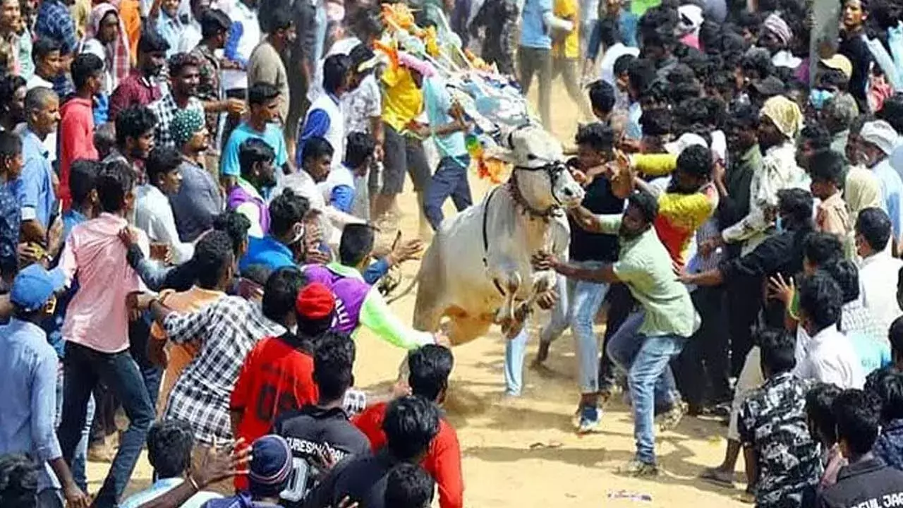 AP : చంద్రగిరి మండలంలో మొదలైన జల్లికట్టు