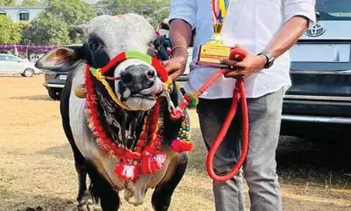 Konaseema District : కోనసీమలో పశువుల అందాల పోటీలు Konaseema District : కోనసీమలో పశువుల అందాల పోటీలు