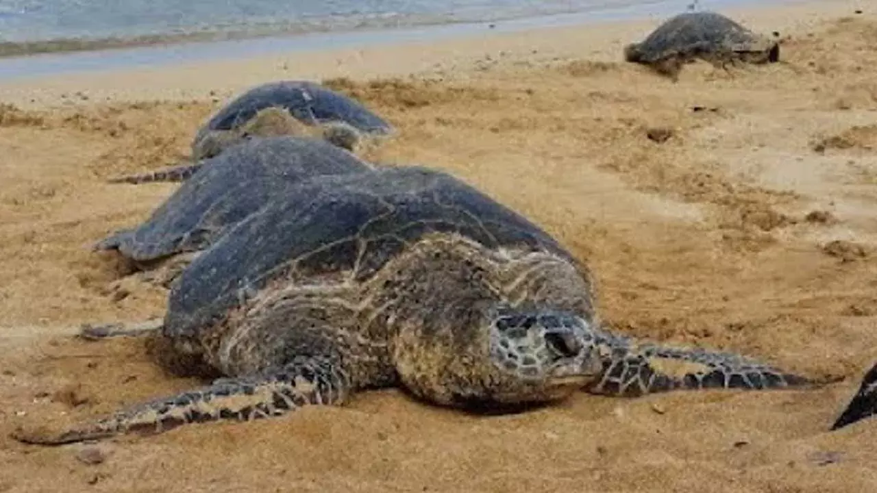 Kakinada Port : తాబేళ్లు వలలో పడితే తీసుకురావద్దు.. కాకినాడ పోర్టు అధికారుల హెచ్చరిక