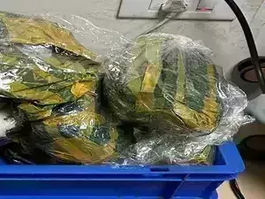 Delhi Drugs : ఢిల్లీ విమానాశ్రయంలో భారీగా డ్రగ్స్ Delhi Drugs : ఢిల్లీ విమానాశ్రయంలో భారీగా డ్రగ్స్