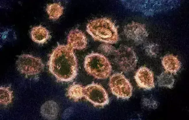HMPV Virus: మహారాష్ట్రలో రెండు హెచ్‌ఎంపీవీ వైరస్ కేసులు