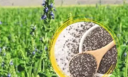 మన తెలంగాణలో చియా సాగు.. కొత్త పంటను ఇష్టంగా సాగు చేస్తున్న రైతులు.. మన తెలంగాణలో చియా సాగు.. కొత్త పంటను ఇష్టంగా సాగు చేస్తున్న రైతులు..