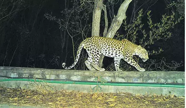 AP: తిరుపతిలో మళ్లీ చిరుత కలకలం AP: తిరుపతిలో మళ్లీ చిరుత కలకలం