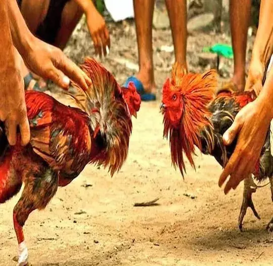 AP: ఏపీలో జోరుగా కోడి పందేలు AP: ఏపీలో జోరుగా కోడి పందేలు