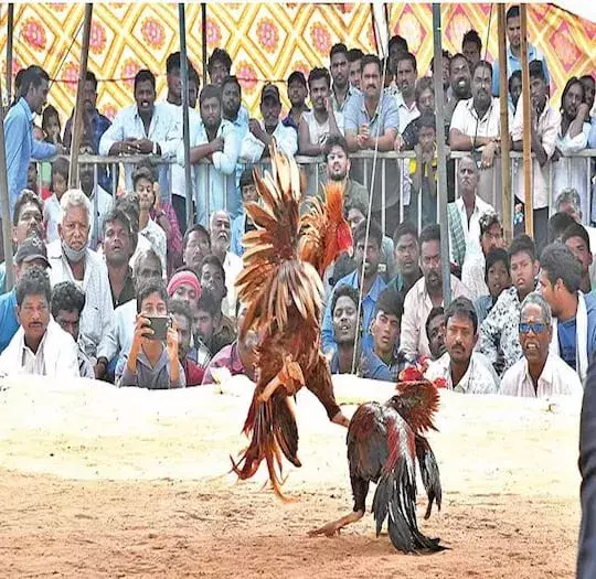 AP: కోడి పందేల్లో చేతులు మారిన వేల కోట్లు