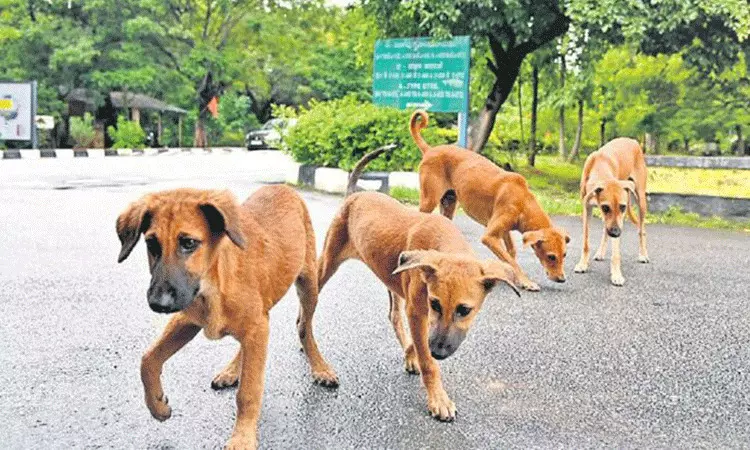 Hyderabad: వెంటాడిన వీధి కుక్కలు.. మృతి చెందిన ద్విచక్ర వాహన దారుడు Hyderabad: వెంటాడిన వీధి కుక్కలు.. మృతి చెందిన ద్విచక్ర వాహన దారుడు