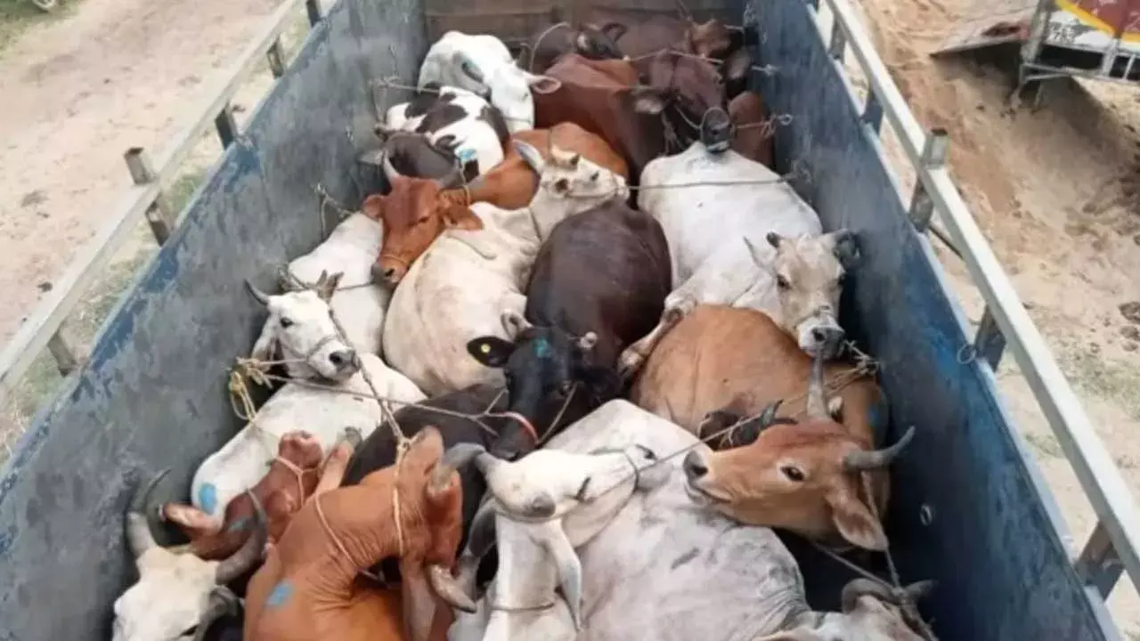 Siddipet : గోవులను రక్షించిన బజరంగ్ దళ్ కార్యకర్తలు