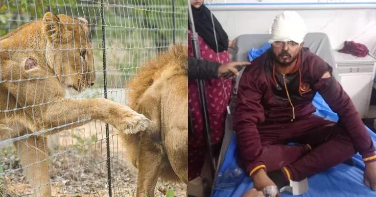 Pakistan: సింహంతో టిక్టాక్.. యువకుడిపై దాడి. Pakistan: సింహంతో టిక్టాక్.. యువకుడిపై దాడి.