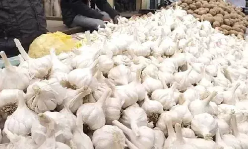 Garlic Prices Increased : భారీగా పెరిగిన వెల్లుల్లి ధరలు.. కేజీ రూ.450 Garlic Prices Increased : భారీగా పెరిగిన వెల్లుల్లి ధరలు.. కేజీ రూ.450