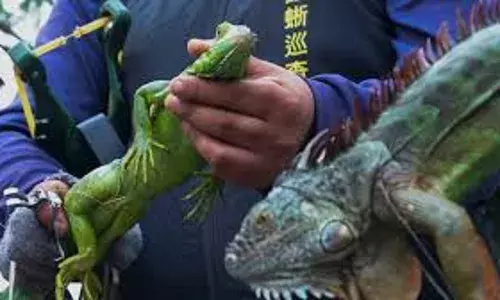 Taiwan: తైవాన్‌లో లక్షకుపైగా ఉడుముల హత్యకు నిర్ణయం