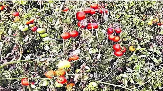 TOMATO PRICE: అయ్యో పాపం... టమోట రైతు