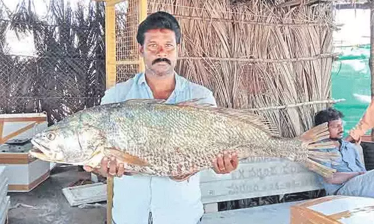 Kakinada: మత్స్యకారుల వలలో అరుదైన మత్స్యరం.. ధర రూ. 4 లక్షలు Kakinada: మత్స్యకారుల వలలో అరుదైన మత్స్యరం.. ధర రూ. 4 లక్షలు
