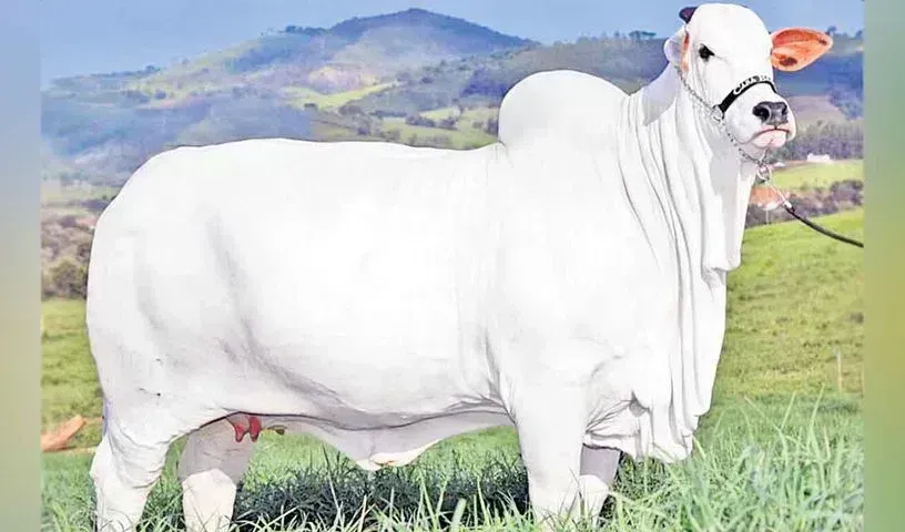 Nellore Cow : కాసుల పంట పండించిన నెల్లూరు జాతి ఆవు Nellore Cow : కాసుల పంట పండించిన నెల్లూరు జాతి ఆవు