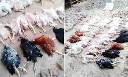 Mysterious Disease : అంతుచిక్కని వ్యాధి.. 15 రోజుల్లో 40 లక్షల కోళ్లు మృతి Mysterious Disease : అంతుచిక్కని వ్యాధి.. 15 రోజుల్లో 40 లక్షల కోళ్లు మృతి