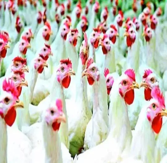 Bird flu: తెలుగు రాష్ట్రాల్లో బర్డ్ ఫ్లూ కలకలం