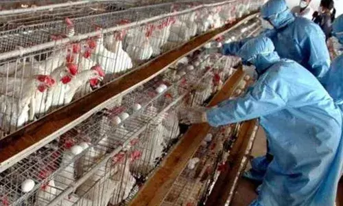 Bird Flu Alert : బర్డ్ ఫ్లూ కలకలం : చికెన్ తింటున్నారా? Bird Flu Alert : బర్డ్ ఫ్లూ కలకలం : చికెన్ తింటున్నారా?