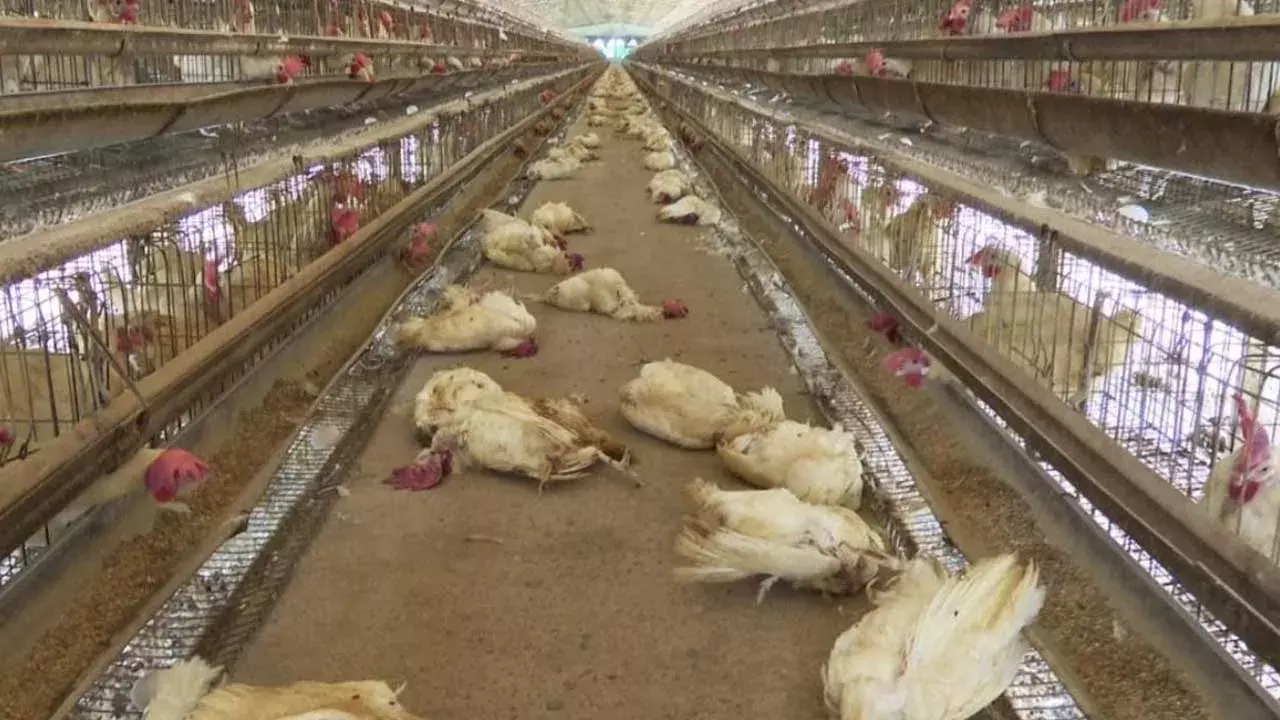 Andhra Pradesh : ఏపీలో బర్డ్ ఫ్లూ కలకలం Andhra Pradesh : ఏపీలో బర్డ్ ఫ్లూ కలకలం