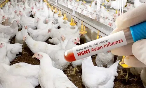 Precautions For Chicken : చికెన్, ఎగ్ తింటున్నారా.. ఈ జాగ్రత్తలు పాటించండి Precautions For Chicken : చికెన్, ఎగ్ తింటున్నారా.. ఈ జాగ్రత్తలు పాటించండి