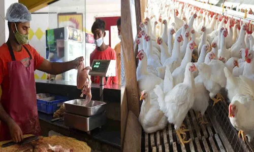Bird Flu Fear : బర్డ్ ఫ్లూ భయం.. రూ.150కే కేజీ చికెన్ Bird Flu Fear : బర్డ్ ఫ్లూ భయం.. రూ.150కే కేజీ చికెన్